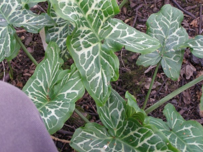 Arum italicum subsp. italicum 'Filigree'